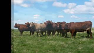 Troupeaux dans le Cantal
