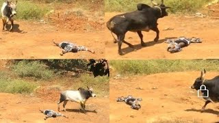 People Doing Funny Video Jallikattu Kalai @Ayyampatti Theni Tamilnadu 2018