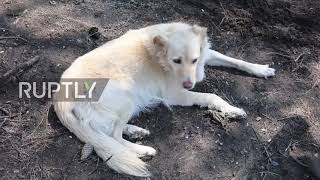 Greece: Shelter on Evia island helps rescued animals stranded by wildfires