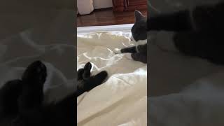 Baby cat playing with older cat tale