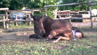 csikó születik / birth of a foal