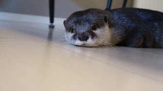 カワウソさくら いつもより遅い帰宅になった飼い主を準備万端で出迎えるカワウソ猫 otter and a cat welcoming the two who came back late