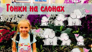 Кто быстрее ? Гонки на слонах