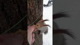 Орешки для белок / Nuts for squirrels