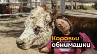 Коровотерапия: вы не поверите, сколько людей хочет обнять буренок