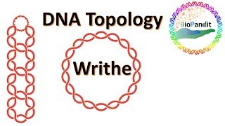 DNA Topology: Writhe