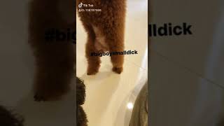 Poodle Soda khoe tờ chym???