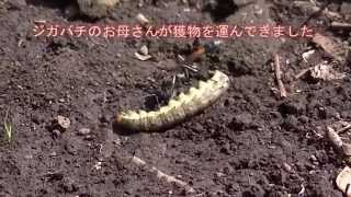 【環境動画】ジガバチ　ｂｙ　ほそのひでかず