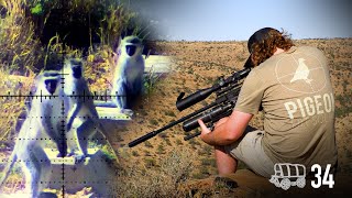 Airgun Monkey Hunting: “Primate Politics” | Oxwagon Diaries, pt.34