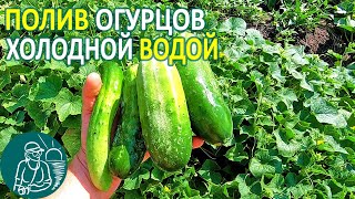 Полив огурцов в жару холодной водой Польза или вред для растений Опыты Гордеевых
