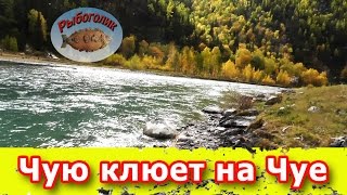 Осенняя рыбалка на реке Чуя. Когда нет клева на Бии и Катуни.