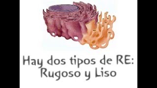 Estructura y Función Celular