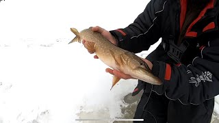 Ловля щуки на жерлицы. Последний лед 2019