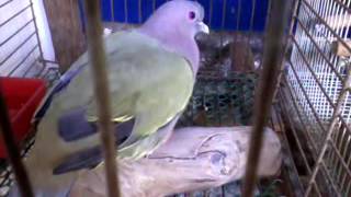 pink necked green pigeon