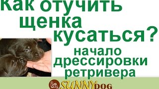 Как отучить щенка кусатся  и начало дрессировки щенка ретривера