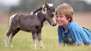 most beautiful mini horses in the world