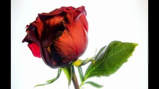 Футаж HD. Красная Роза.  Futage HD. Red Rose