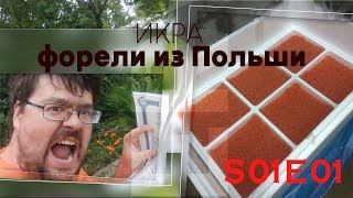 Икра форели из Польши. Инкубация икры. Лабораторные исследования.