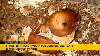 Грибы шиитаке начали выращивать в Кричеве