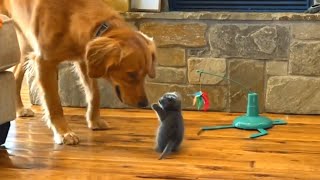 Tiny kitten was dumped in a box. This woman gave him a second chance at life.