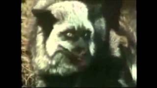how animals mate ep  2 dog/foxes/wolves and polar bears mating montage