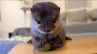 大好きなシャインマスカットを今年も一粒もらえた嬉しい？カワウソ！ otter getting his favorite, the Shinnemuscat!