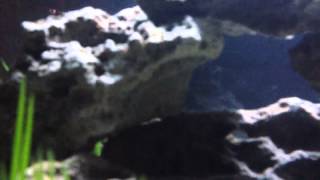 Indian Dwarf Puffer Fish