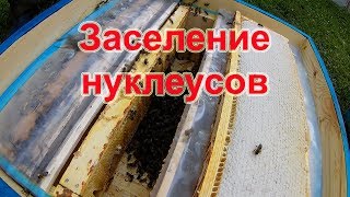 Заселение нуклеусов на 145 мм рамку.