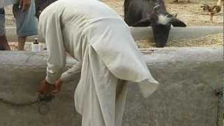cow revenge in pakistan