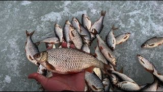 ДА СКОЛЬКО ТАМ ПЛОТВЫ??? ЗИМНЯЯ РЫБАЛКА 2019, БЕЛАЯ РЫБА