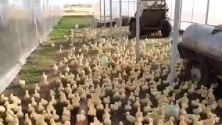 Орлы стройся прикол ржака