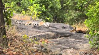Tiger - Banbehi Cubs - Bandhavgarh