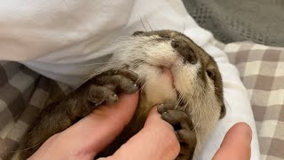 飼い主を好きすぎるカワウソに、好きをお返しした！ otter who likes his owner too much, and he likes him back!