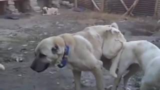 dog mating by sangar khan