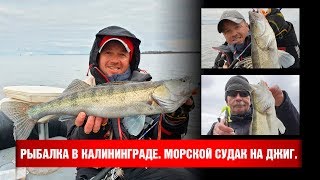 Морской судак. Джиг. Калининградский залив.