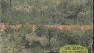 Caccia al Coniglio in Spagna - Chasse au Lapin en Espagne