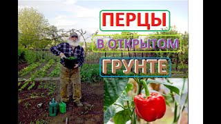 ПЕРЦЫ в открытом ГРУНТЕ РАССАДА с рынка