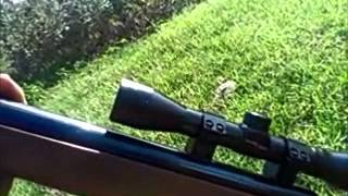 Обзор винтовки Crosman Benjamin Titan NP