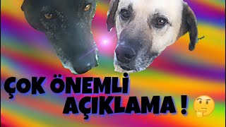 Sokak Köpeğimiz Geveze ve Zeytinle Sessiz Dostlar Ailesi Kanalı Hakkında Önemli Açıklamalar Yaptık