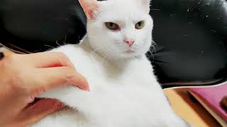 癒しのぷよぷよタプタプ猫 まるでお餅