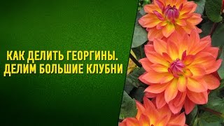 Как делить георгины  Делим большие клубни