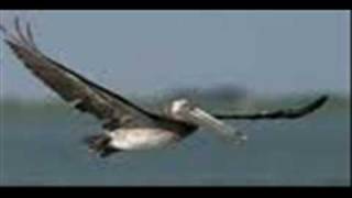 GULF OIL SPILL - THE REAL STORY  Part 1 of 2