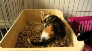 猫茶家☆2012年里親募集中の三毛猫子猫しゃみ