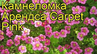 Камнеломка арендса Carpet Pink. Краткий обзор, описание характеристик, где купить саженцы