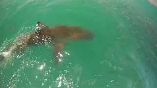 Bronze Whaler Sharks at Dyer Island - Gansbaai, South Africa