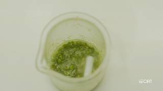 4. Protocol of anther and microspore culture/ Protocolo para el cultivo de anteras y microsporas