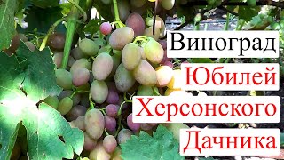 Сорт винограда Юбилей Херсонского Дачника. Виноград 2014.