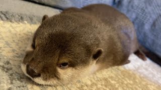 カワウソさくら 可愛いとブサイクの両方を合わせ持つカワウソ otter that is both cute and ugly
