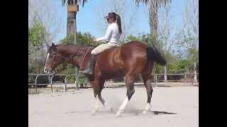 Quarter horse for sale