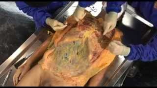 Anatomy for Beginners - Lesson 2 Circulation [1/5].